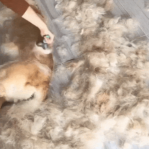 b1d5e7574b8faec22844f17a4c0bc95073a35218.gif